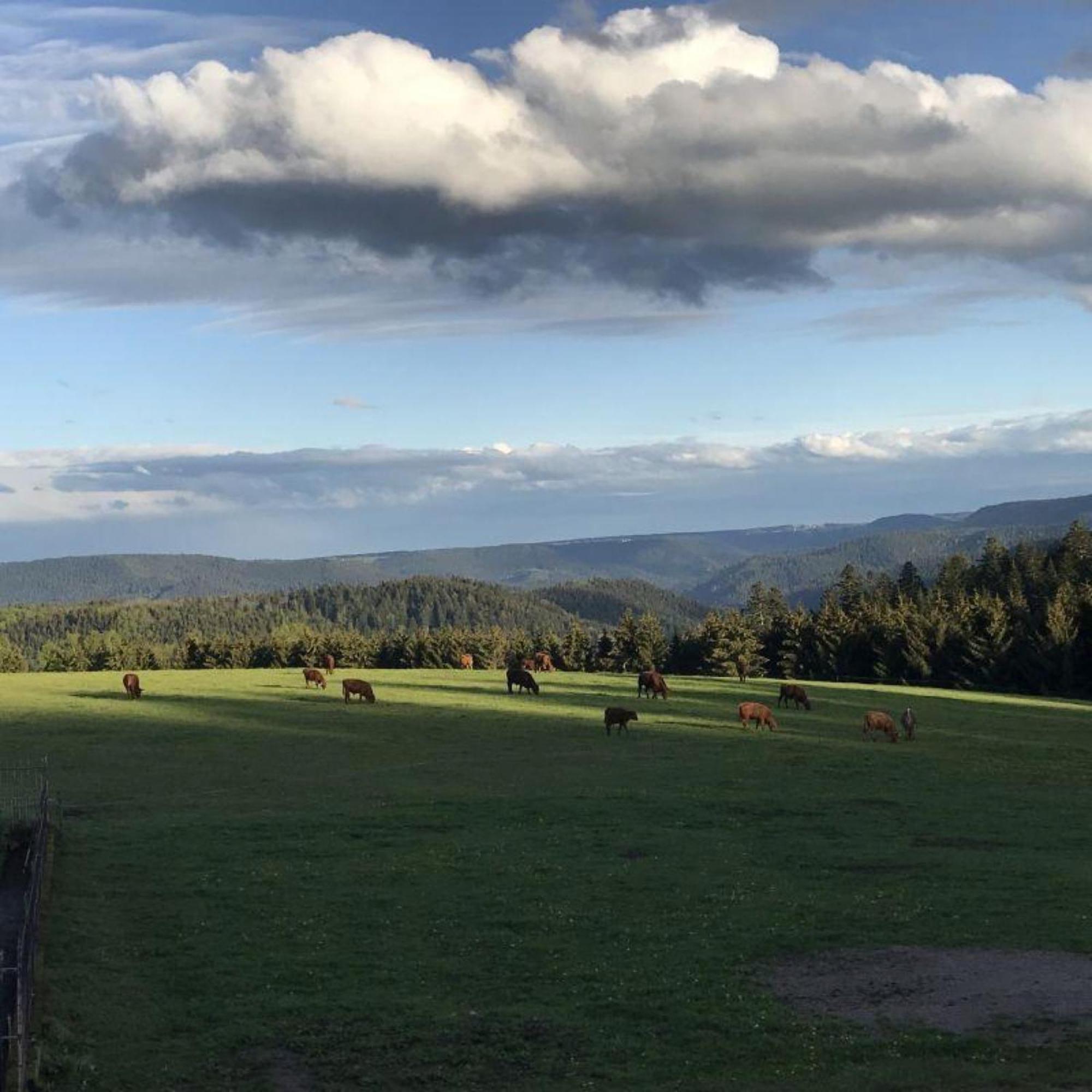 Aeckerhof Villa Wolfach Eksteriør bilde
